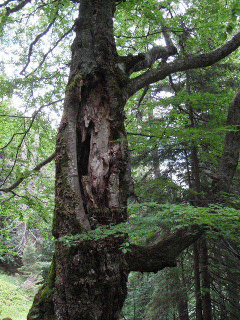 neben Weg 03A zwischen Roschitzah&uuml;tte und B&auml;rengraben (31. Juli)