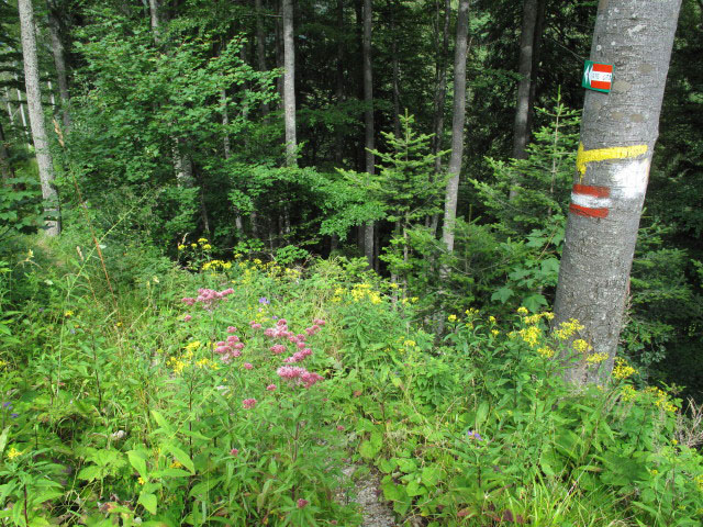 Weg 03A beim B&auml;rengraben (31. Juli)