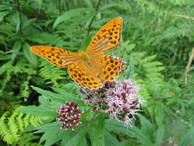 neben Weg 03A zwischen B&auml;renh&uuml;tte und Altes B&auml;rental (31. Juli)