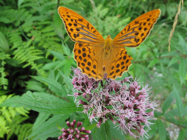 neben Weg 03A zwischen B&auml;renh&uuml;tte und Altes B&auml;rental (31. Juli)