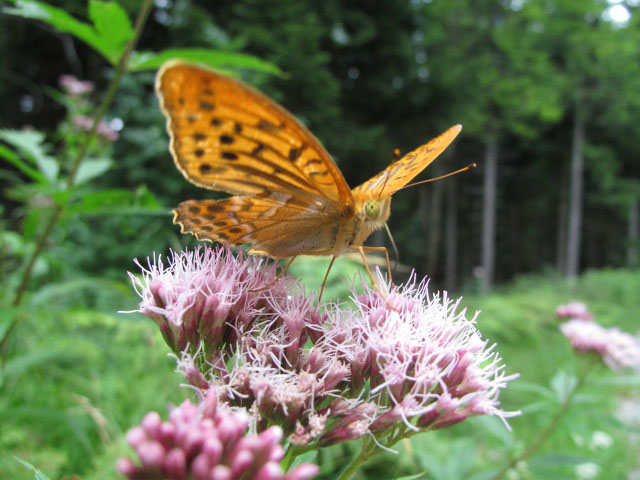 neben Weg 03A zwischen B&auml;renh&uuml;tte und Altes B&auml;rental (31. Juli)