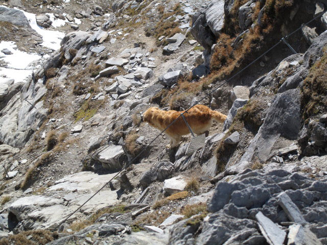 zwischen Weg 1A und Hochfeilerhütte (3. Okt.)