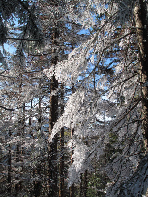 zwischen Obersberg und B&auml;renk&ouml;pfl