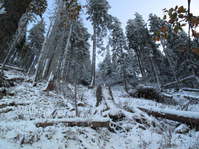 zwischen Pollwischalm und Gippelgraben