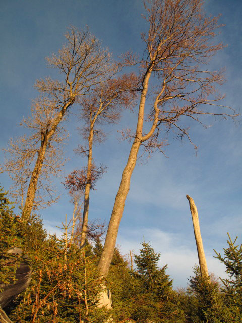 zwischen Weg 820 und F&uuml;rstenbergstube