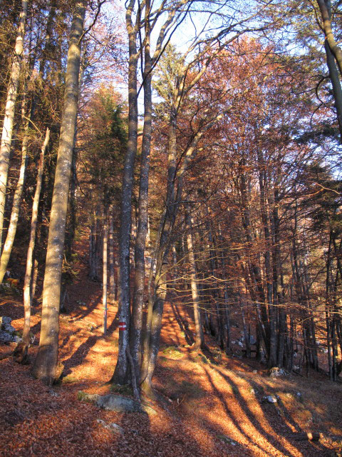 zwischen Zeiselegg und Brandk&ouml;gerl