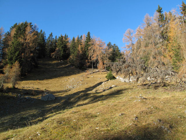 zwischen Jöchlalm und Weihnachtsegg