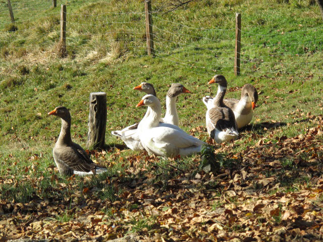 zwischen Boder und Mesneralm