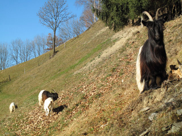 zwischen Boder und Mesneralm