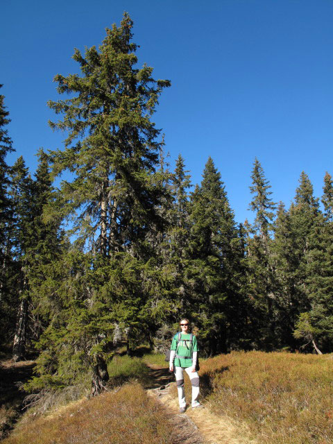 Carmen auf Weg 652 zwischen Mesneralm und D&uuml;rrensch&ouml;berl