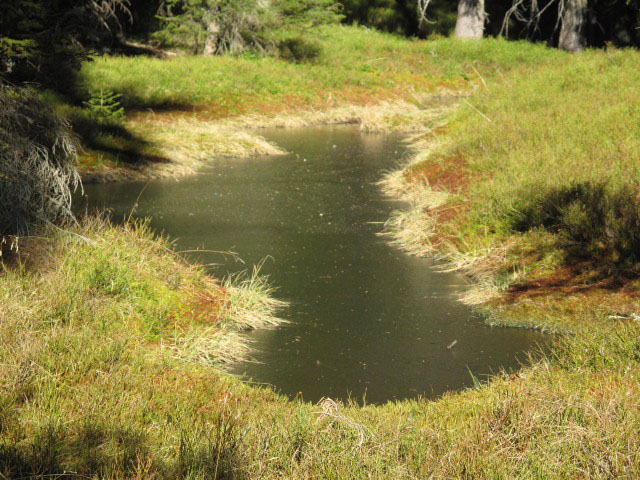 neben Weg 652 zwischen Mesneralm und Dürrenschöberl