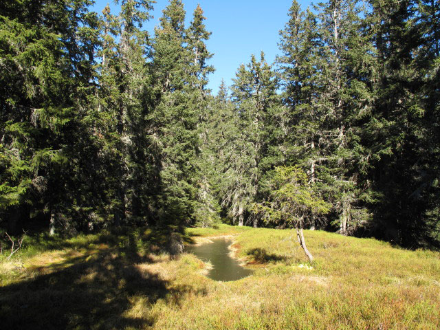 neben Weg 652 zwischen Mesneralm und D&uuml;rrensch&ouml;berl