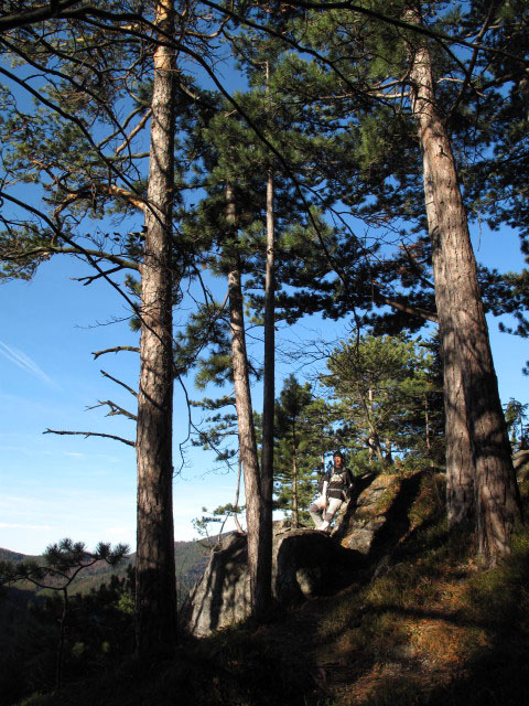 Carmen neben Weg 201 zwischen Waidmannsfeld und Abzweigung Tablerh&ouml;hle
