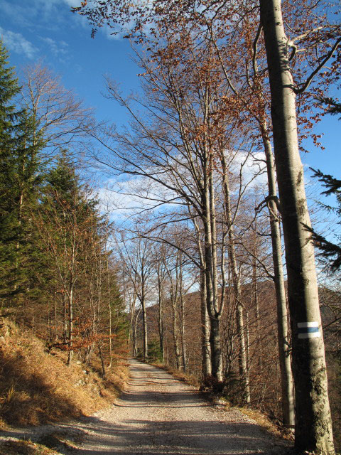 zwischen &Ouml;hler-Schutzhaus und Haltberghof