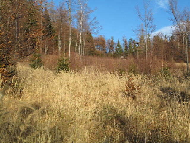 zwischen &Ouml;hler-Schutzhaus und Haltberghof