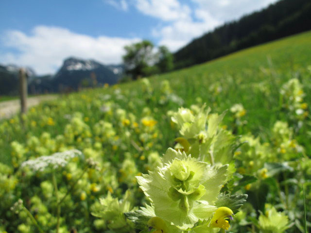 S&ouml;lkner, 958 m (26. Mai)