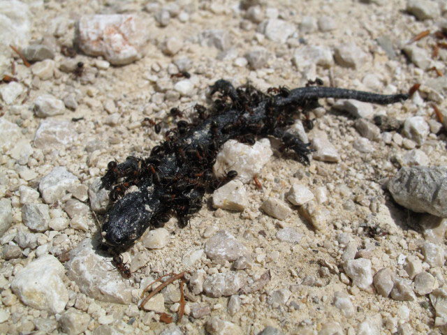 zwischen B&ouml;hmh&uuml;tte und Erste Stickl (26. Mai)