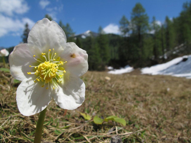 Grimmingboden (26. Mai)