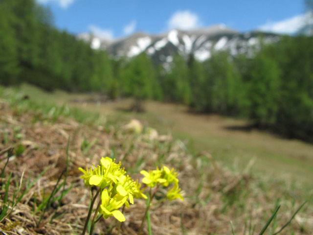 zwischen Grimmingboden und Gra&szlig;eckalm (26. Mai)