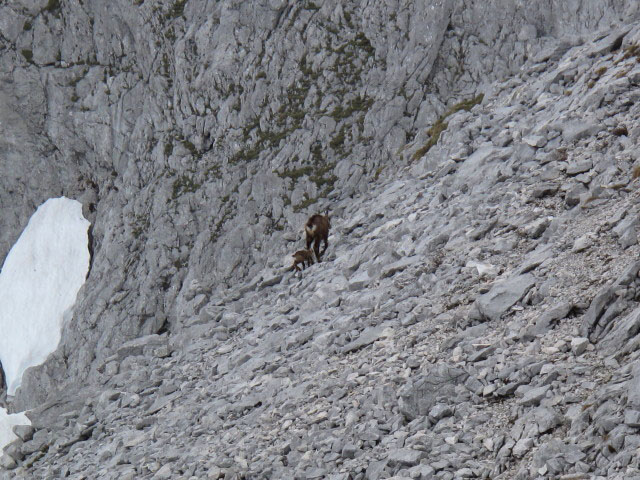 neben dem S&uuml;dostsporn-Klettersteig (27. Mai)