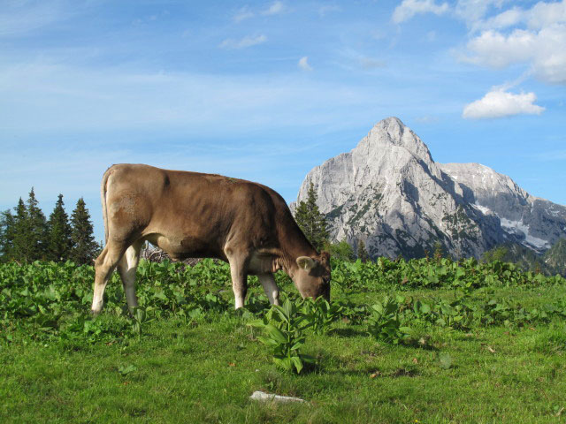 &Ouml;dstein von der Treffneralm aus (15. Juni)