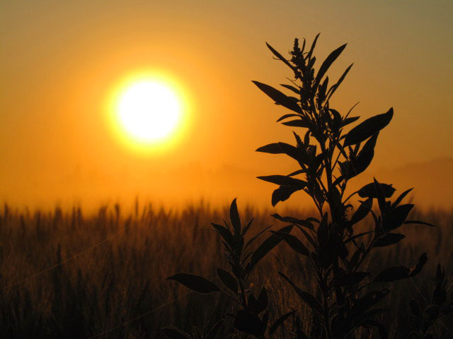 Sonnenaufgang &uuml;ber S&uuml;&szlig;enbrunn (18. Juni)