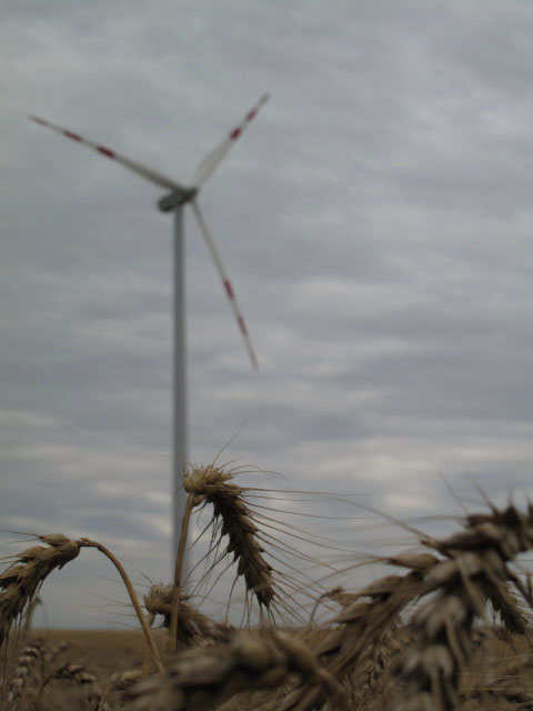 Windpark Marchfeld