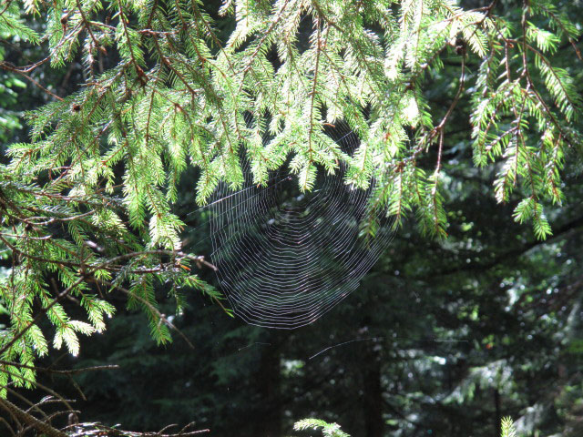 zwischen Oberdöbernitzen und Wipfelalm