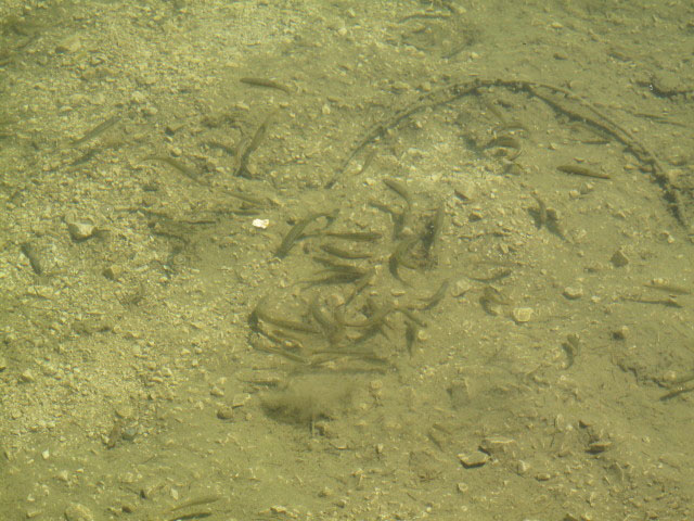 Gro&szlig;see, 1.604 m