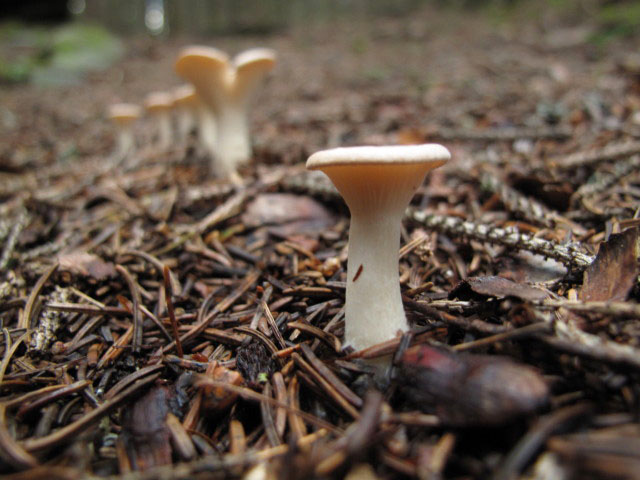 zwischen Wolligerh&uuml;tte und Weg 510