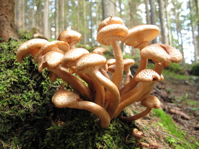 zwischen Wolligerh&uuml;tte und Weg 510