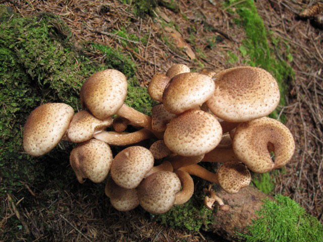 zwischen Wolligerh&uuml;tte und Weg 510