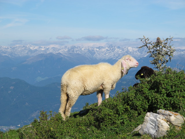 neben Weg 408 zwischen Schlossh&uuml;ttensattel und Poludnig (15. Sep.)