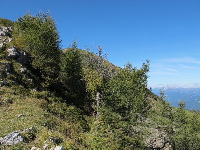 neben Weg 408 zwischen Poludnig und Poludniger Alm (15. Sep.)