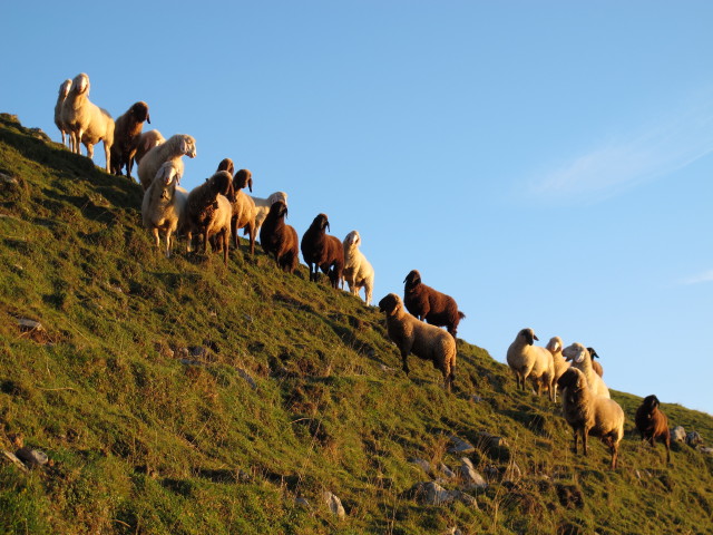 neben Weg 482 zwischen Feistritzer Alm und Oisternig-Ostgipfel (16. Sep.)