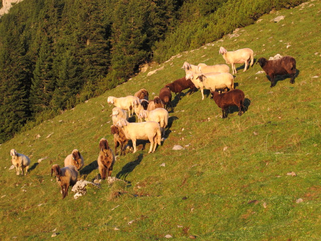 neben Weg 482 zwischen Feistritzer Alm und Oisternig-Ostgipfel (16. Sep.)