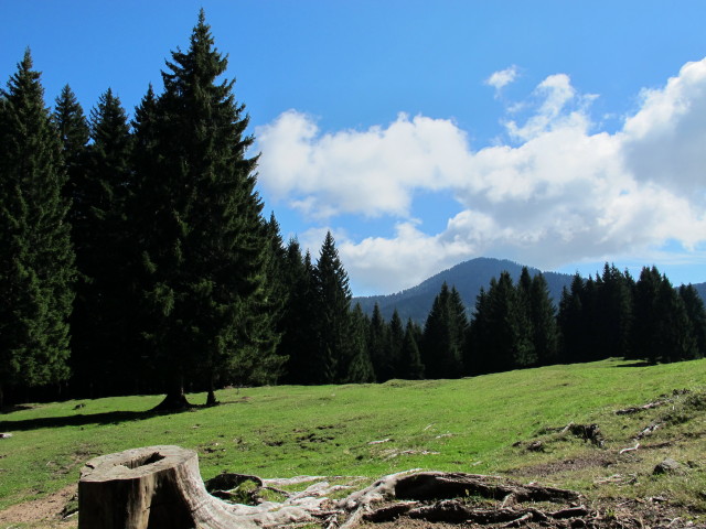 neben dem K&auml;rntner Grenzweg zwischen Sch&ouml;nwipfel und Bartolosattel (16. Sep.)