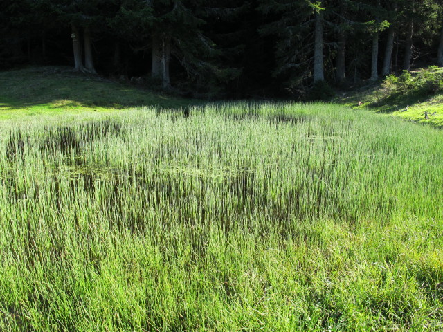 neben dem K&auml;rntner Grenzweg zwischen G&ouml;riacher Alm und Kapin (16. Sep.)