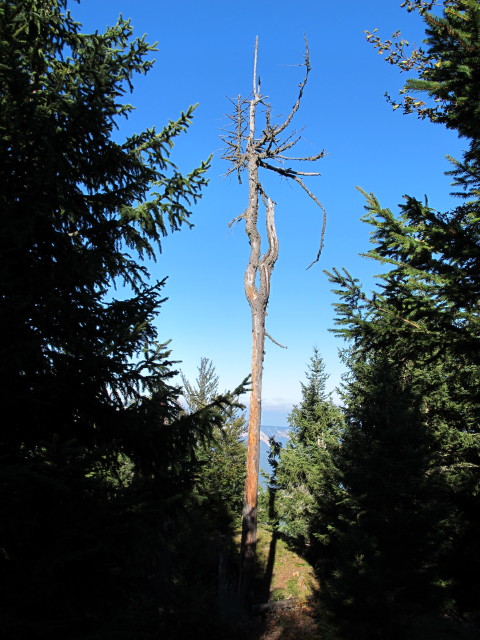 K&auml;rntner Grenzweg zwischen Kapin und Oberth&ouml;rl (16. Sep.)