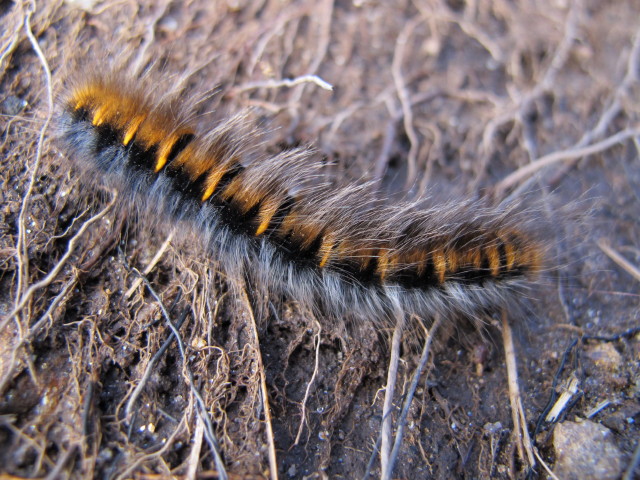 Sellraintaler H&ouml;henweg zwischen Haggener Sonnberg und Sonnbergalm