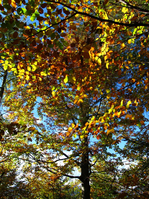 neben Weg 210 zwischen Kotalm und M&ouml;selwiesen