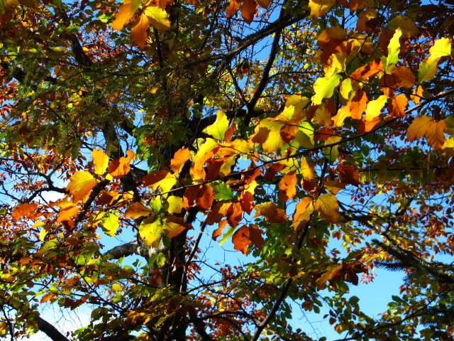 neben Weg 210 zwischen Kotalm und M&ouml;selwiesen