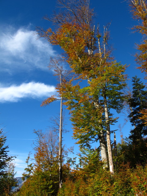 neben Weg 210 zwischen Kotalm und M&ouml;selwiesen