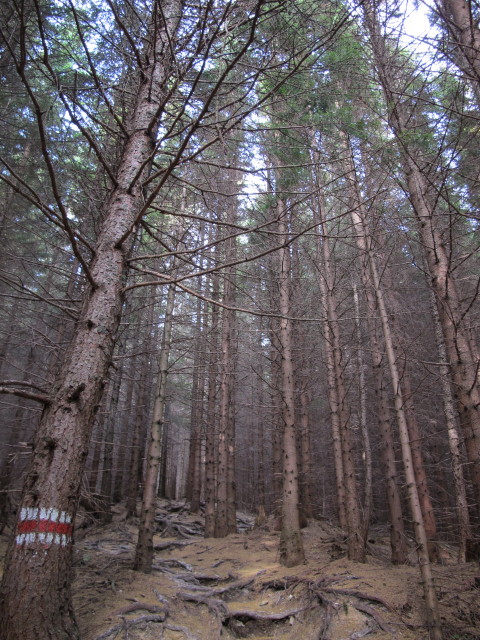 zwischen B&auml;renriegel und Bachingerbr&uuml;ndl
