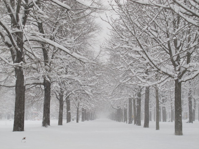 Hauptallee (17. J&auml;n.)