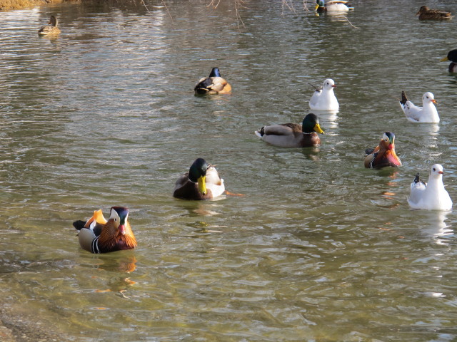 beim Laternenweg (22. J&auml;n.)