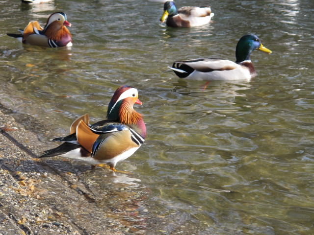 beim Laternenweg (22. J&auml;n.)