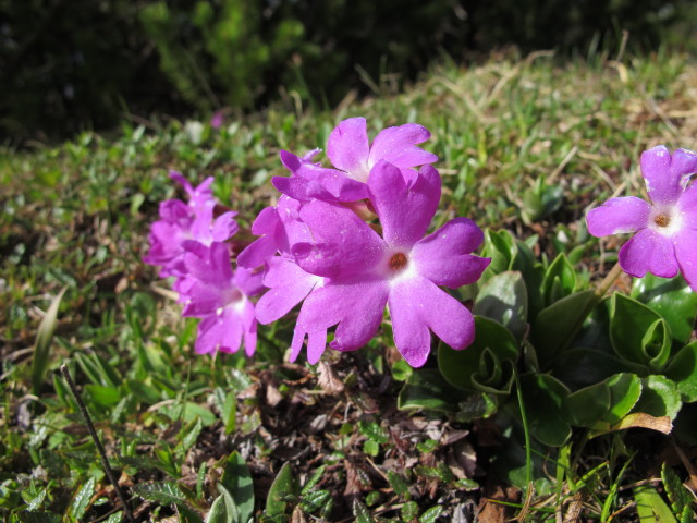 neben Weg 831 zwischen Sonnschienbr&uuml;ndl und Sonnschienh&uuml;tte (19. Mai)
