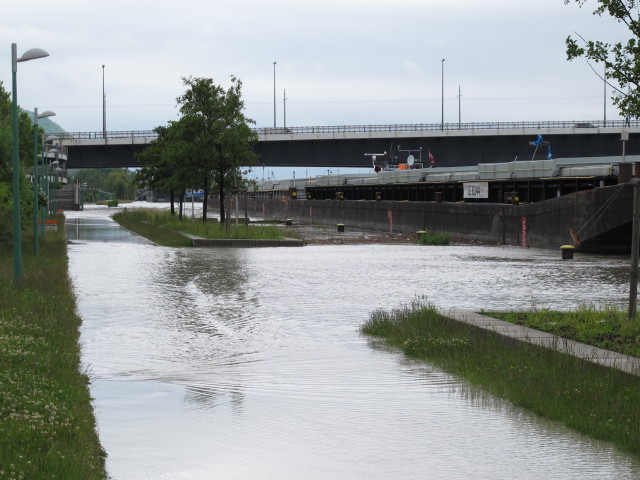 Treppelweg zwischen Floridsdorfer Br&uuml;cke und Nordbahnbr&uuml;cke (4. Juni)
