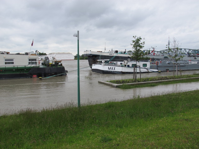 Treppelweg zwischen Floridsdorfer Br&uuml;cke und Nordbahnbr&uuml;cke (4. Juni)